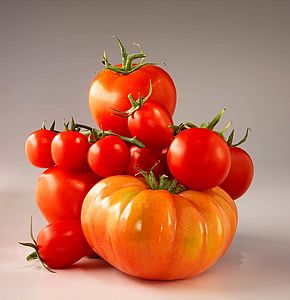 https://www.tomates-de-france.com/fileadmin/_processed_/csm_compotomates_71d73e6663.jpg
